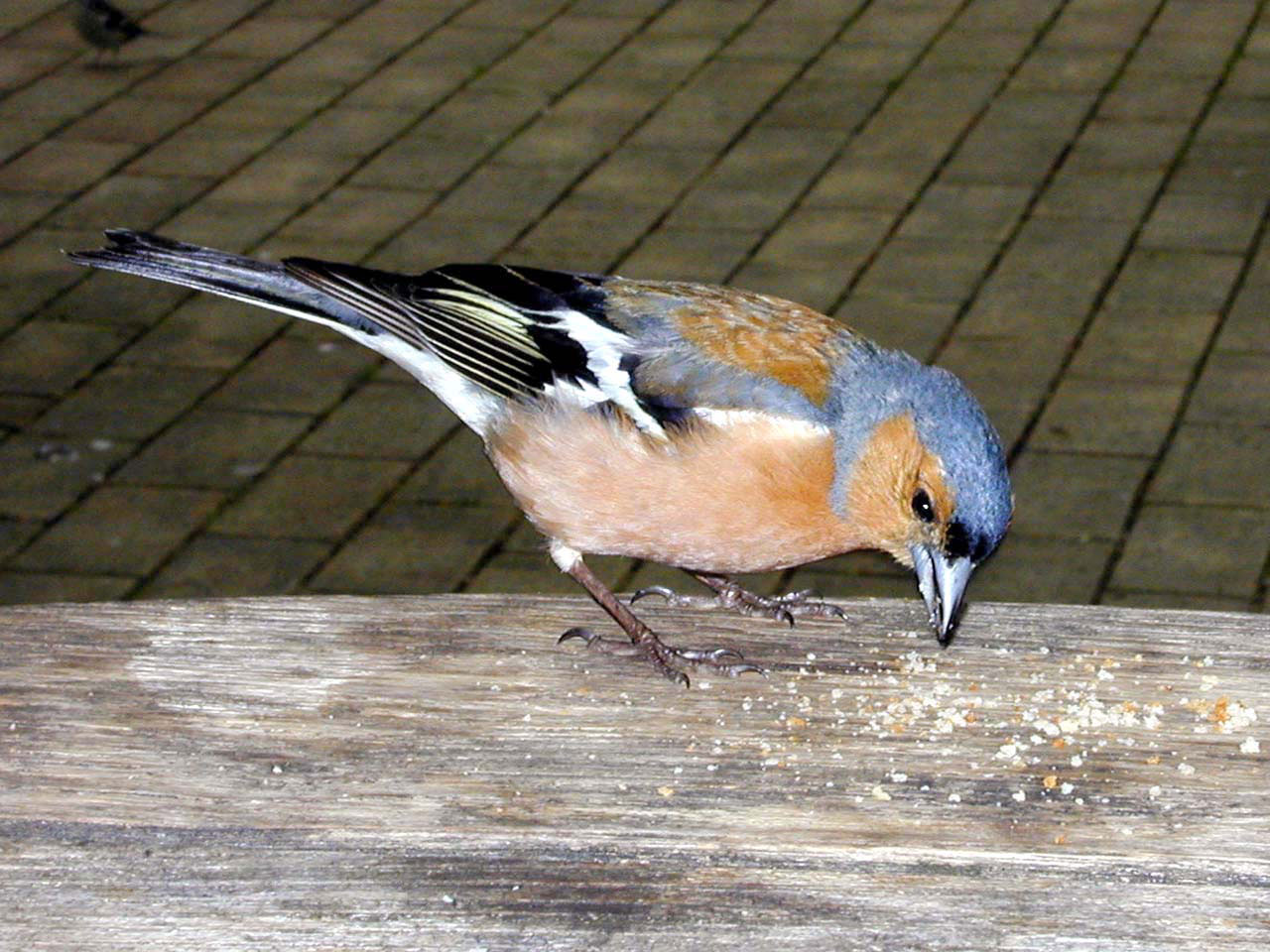 chaffinch bird eating free photo