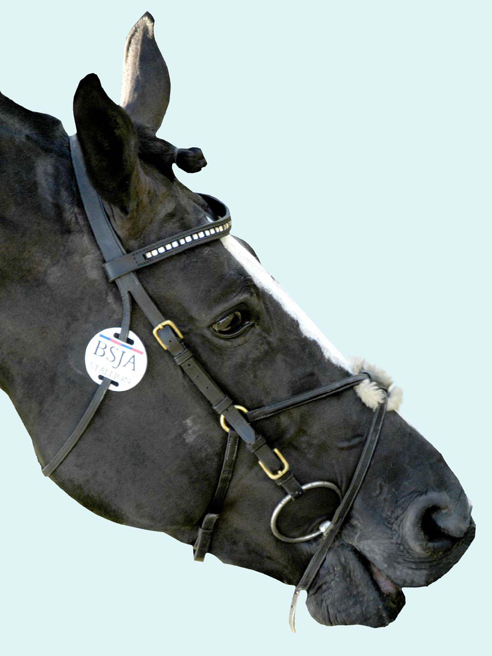 horse head bridle free photo