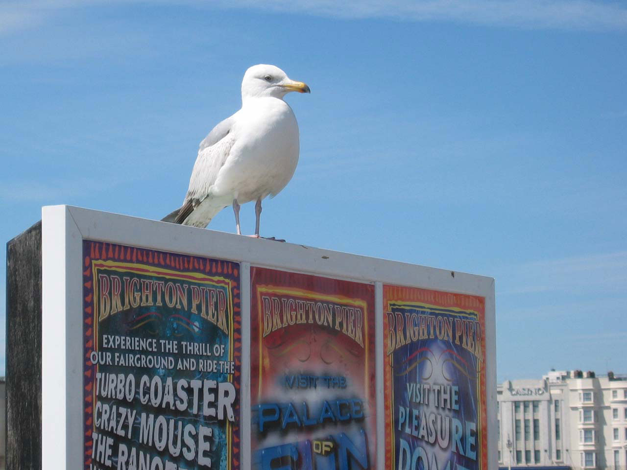 seagull bird brighton free photo