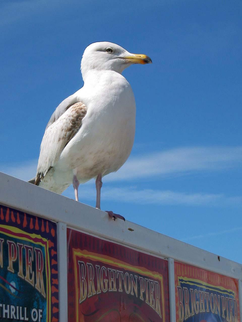 seagull bird brighton free photo