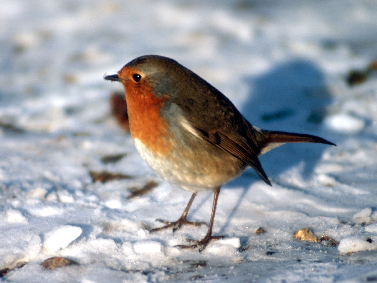 robin bird snow free photo