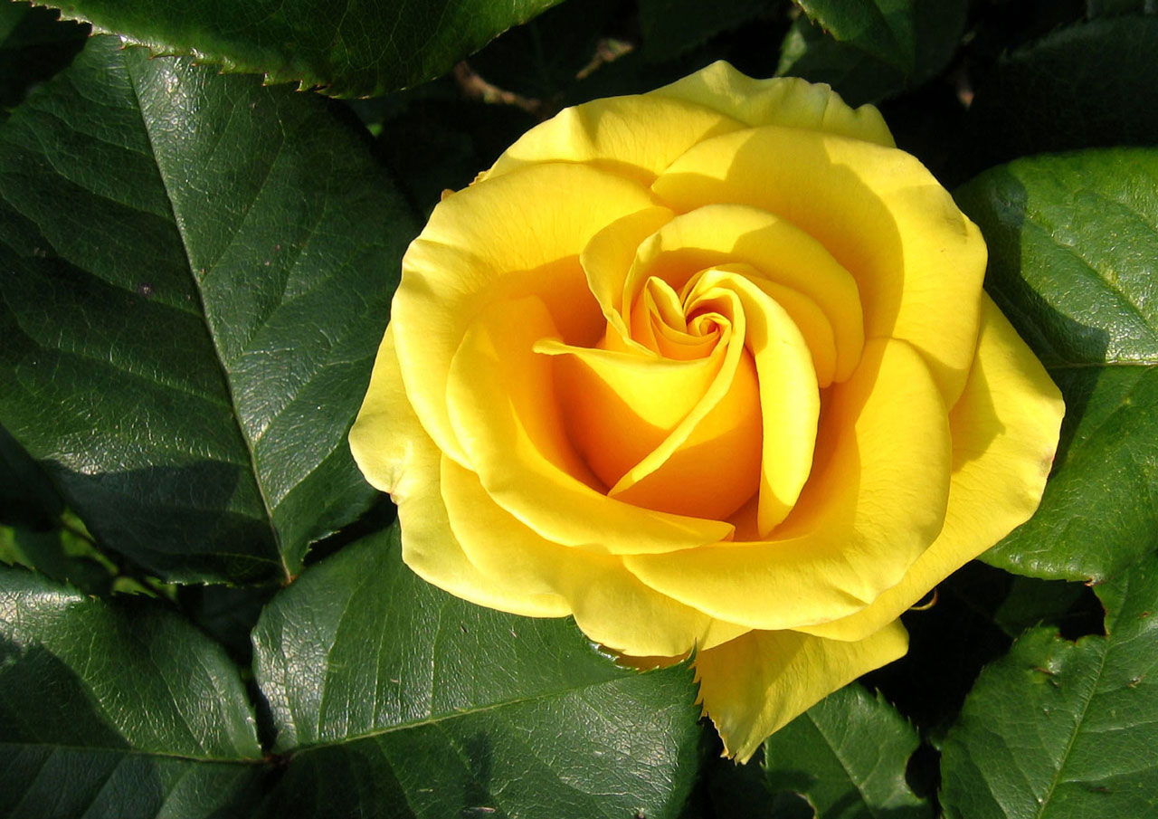 flower rose yellow free photo