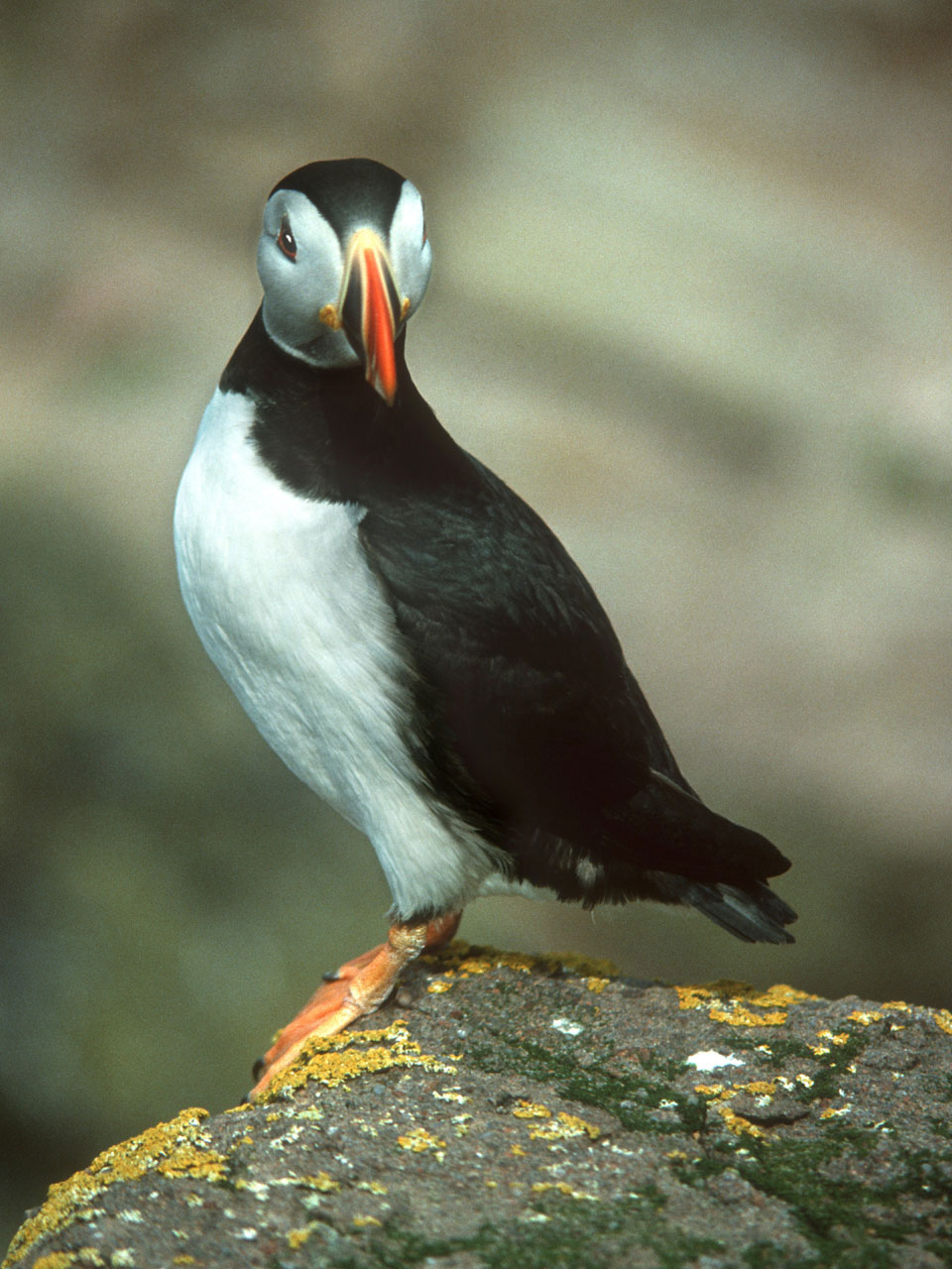 bird puffin nature free photo