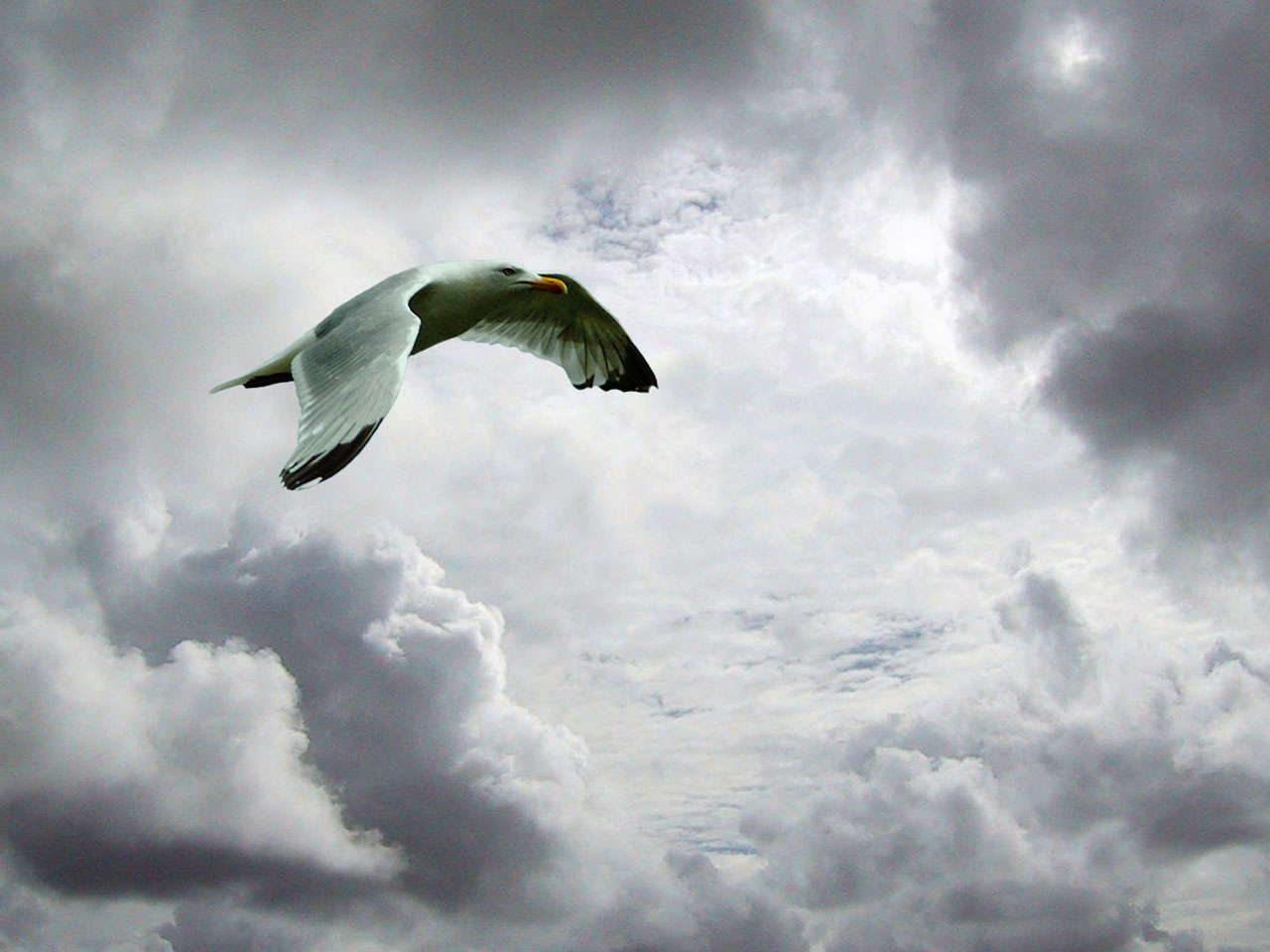 sky seagull bird free photo