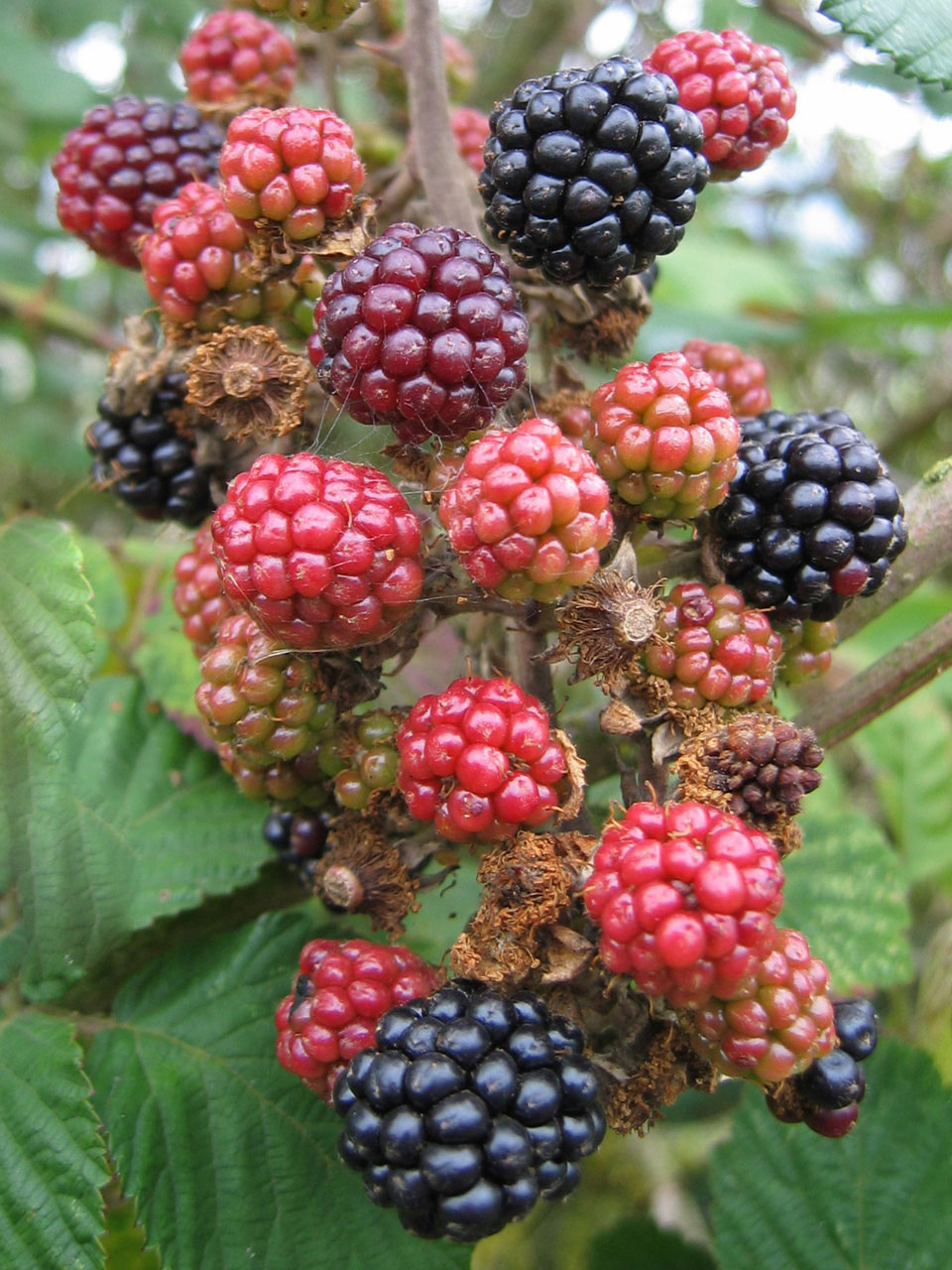 blackberries unripe fruit free photo