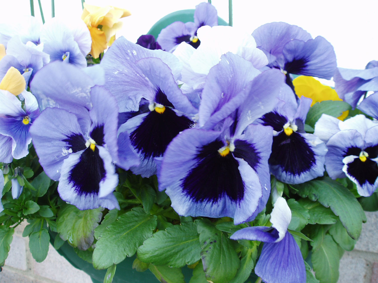 pansy flowers basket free photo