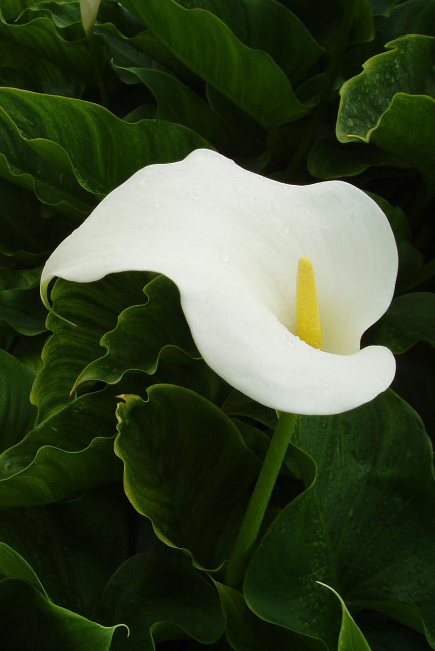 arum lily flower free photo