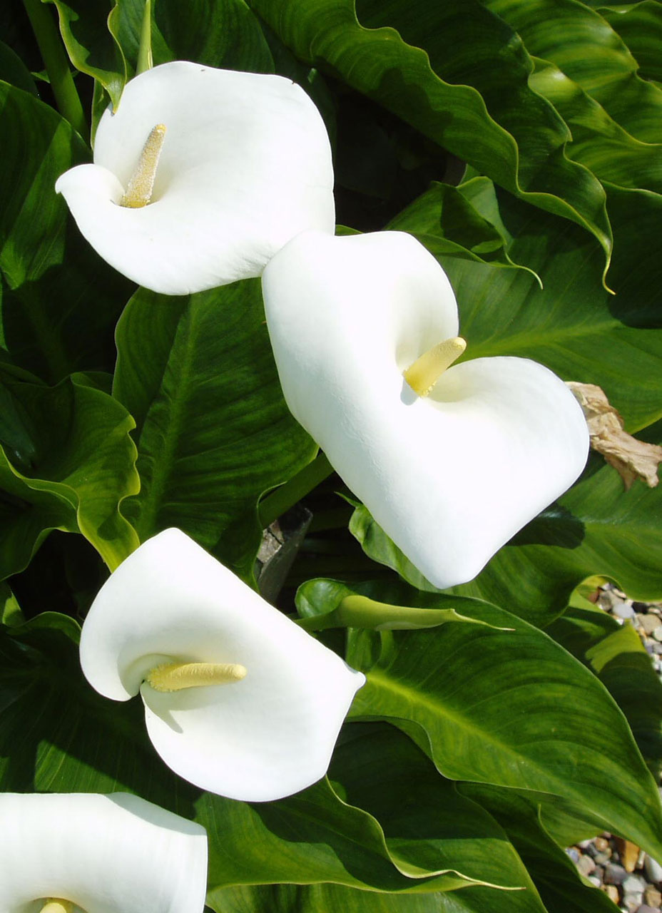 arum lily lilies free photo