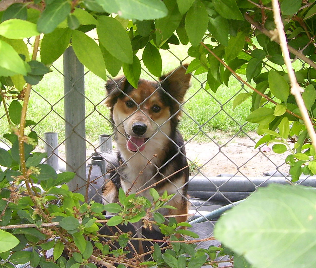 dog looking fence free photo