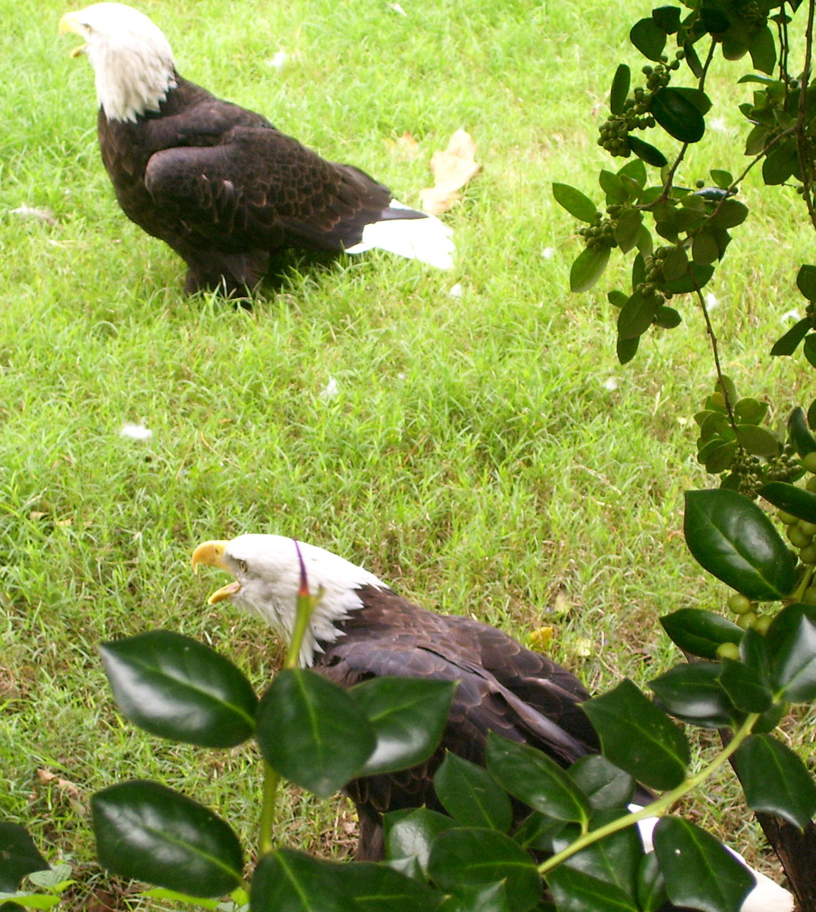 eagles zoo eaqle free photo
