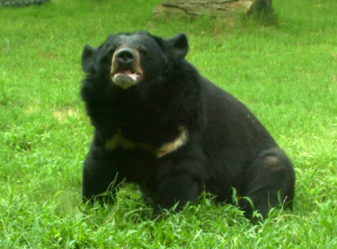 bear zoo animal free photo