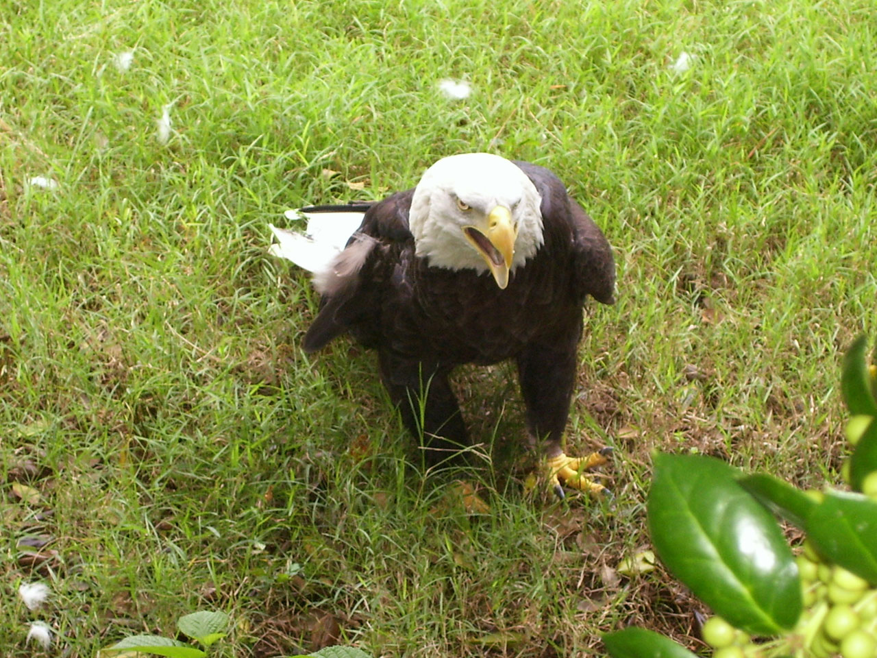 eagle walking bird free photo