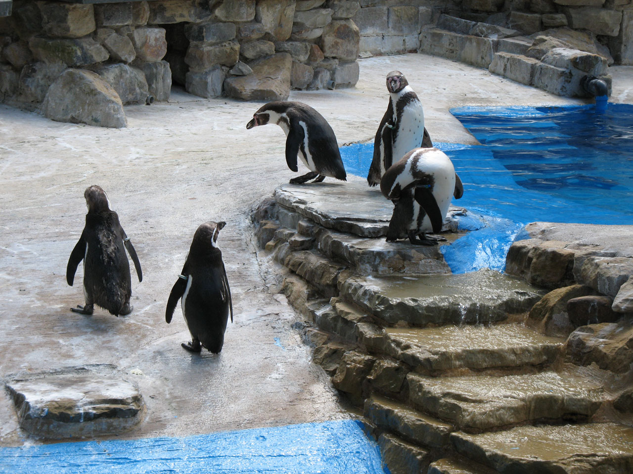 water penguin penguins free photo