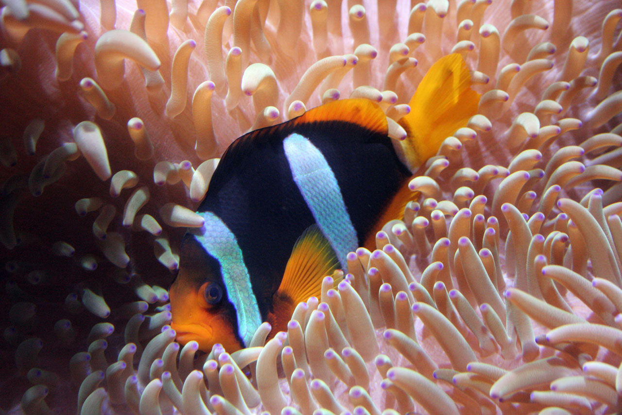 aquarium sea dive free photo