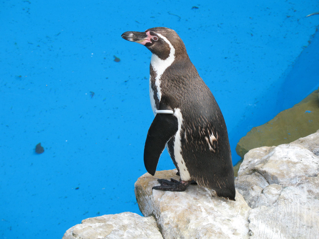 water penguin penguins free photo