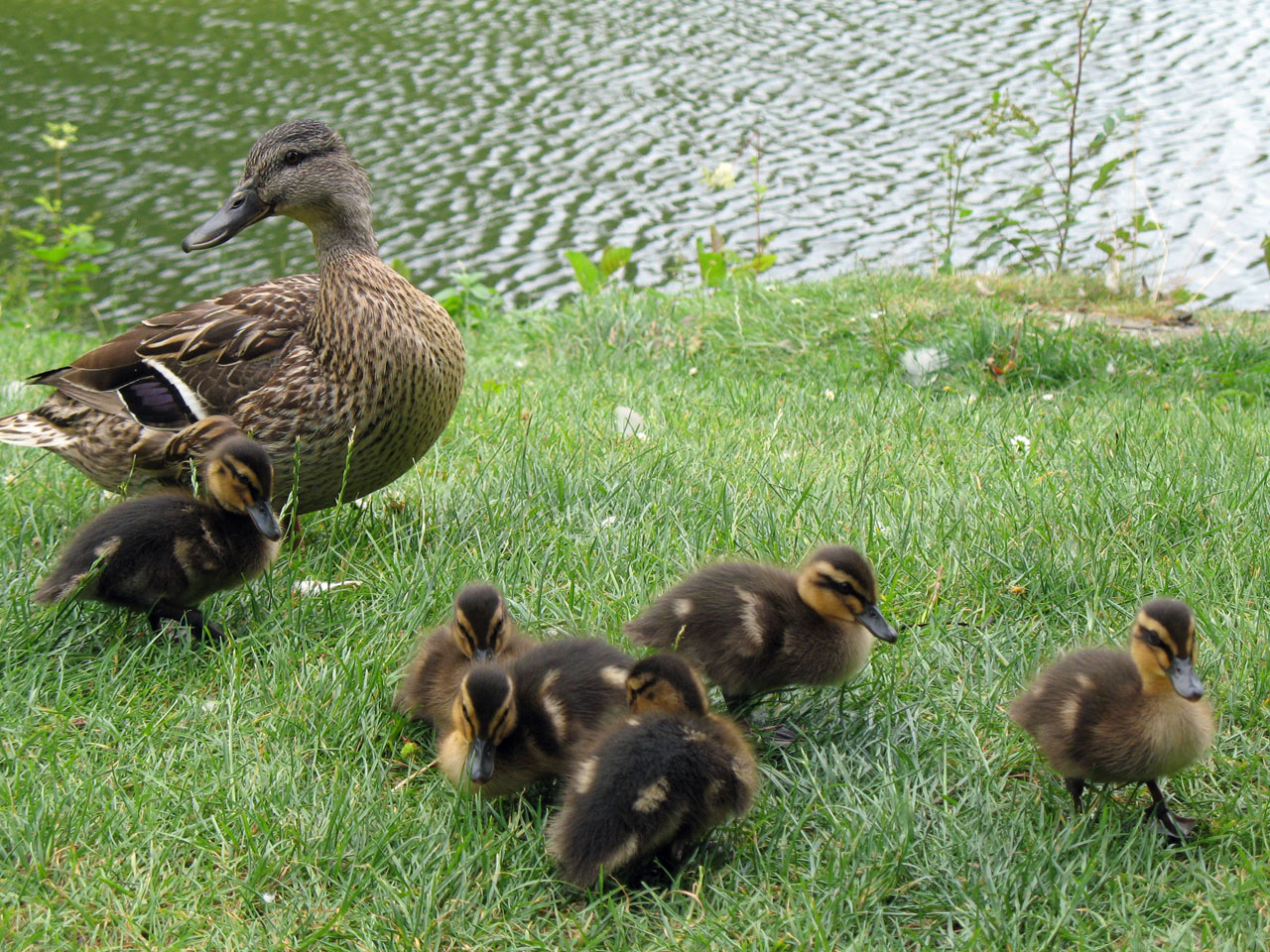 tiny duckling ducklings free photo