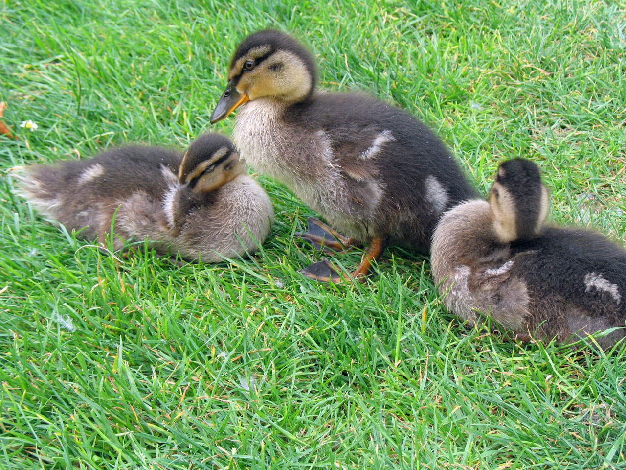 duckling ducklings three free photo
