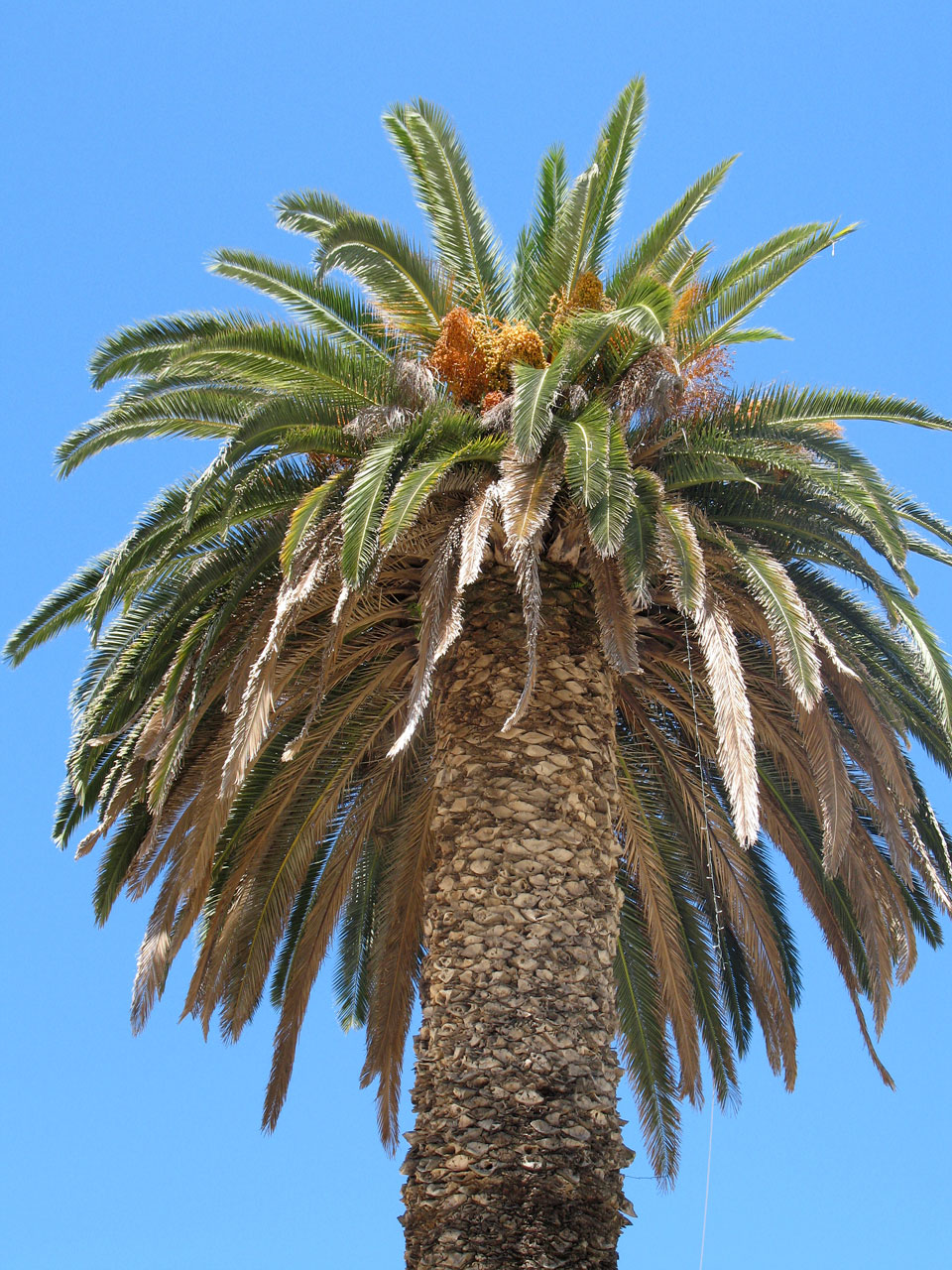 palm tree sky free photo