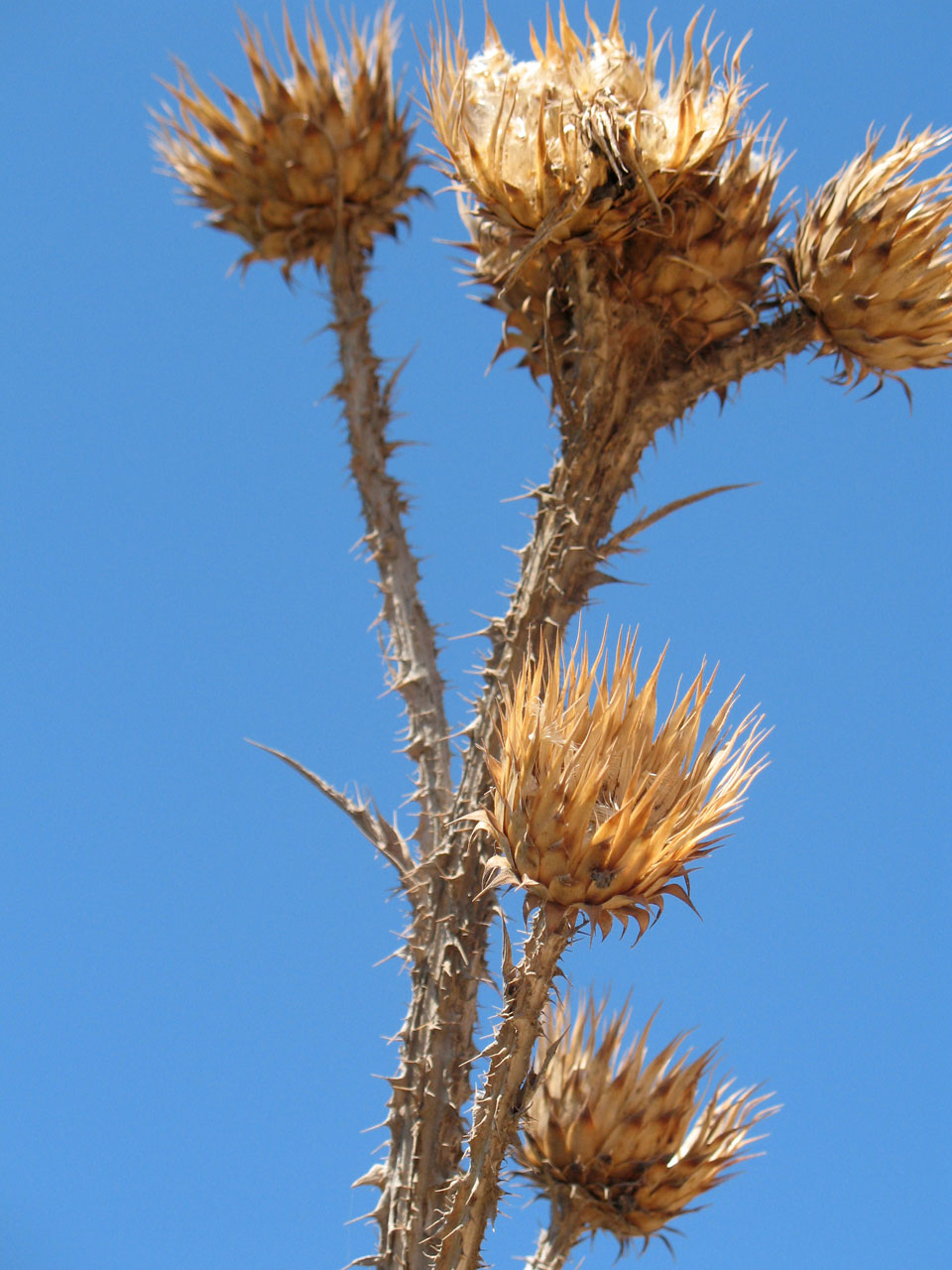 thistle dry thorn free photo