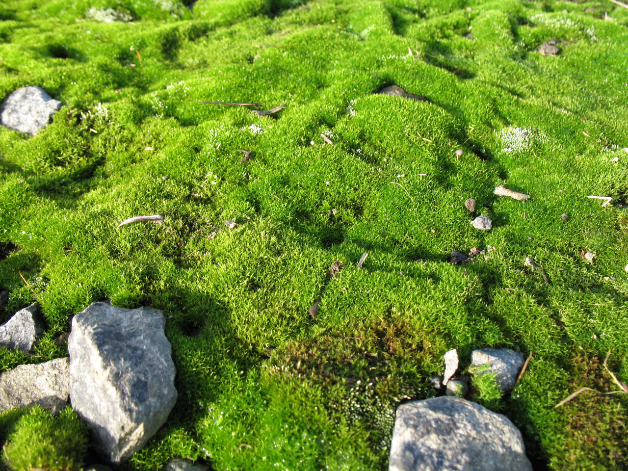 moss stones stone free photo