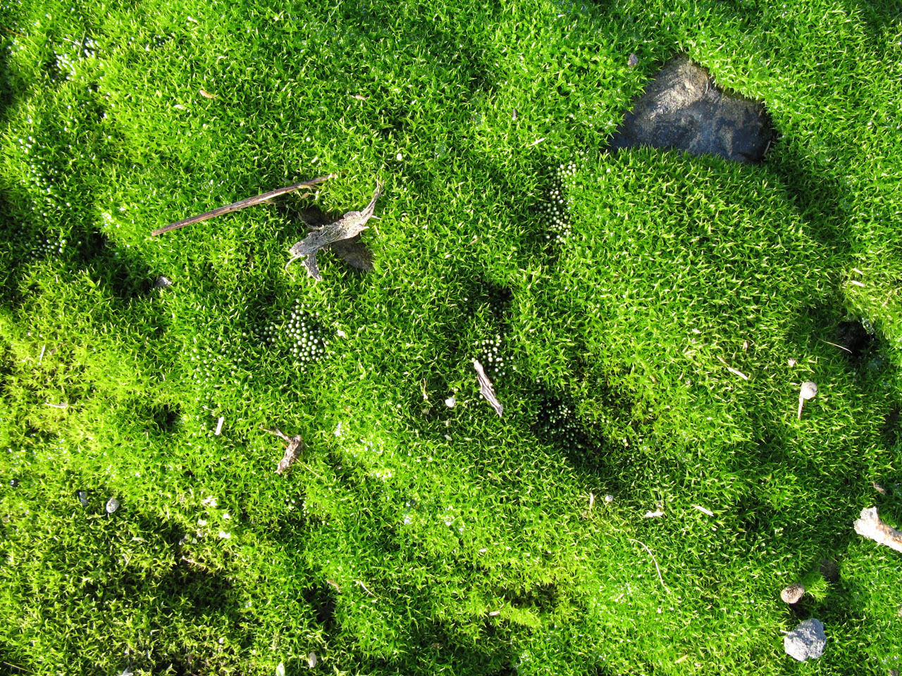 moss pebbles pebble free photo
