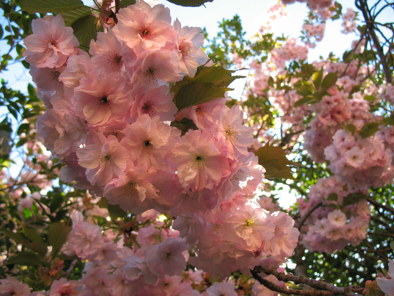 japanese flowering cherry free photo