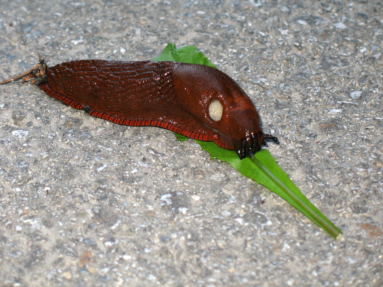 slug horn insect free photo