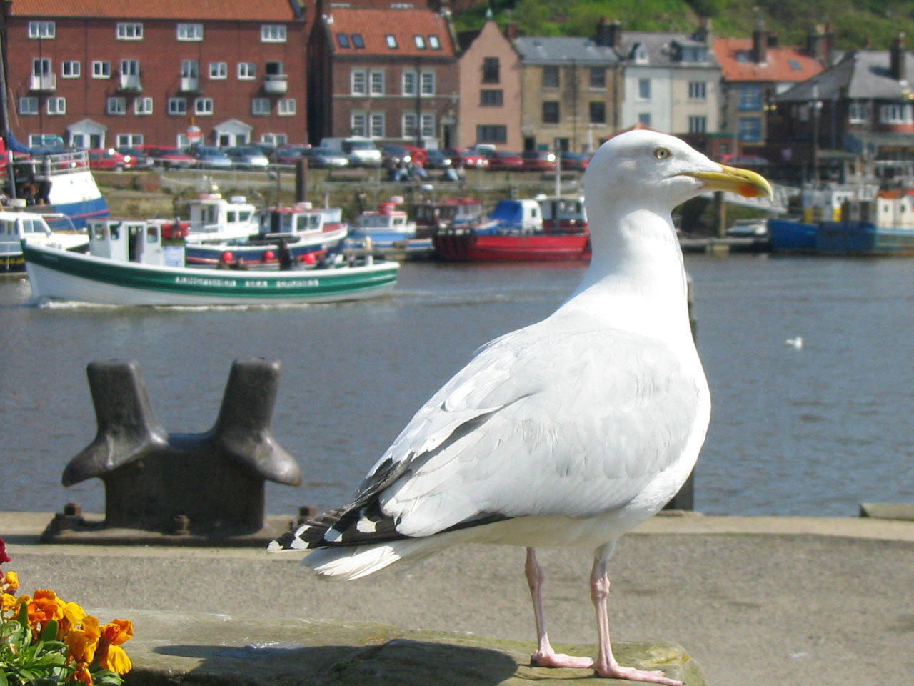 seagull gull bird free photo