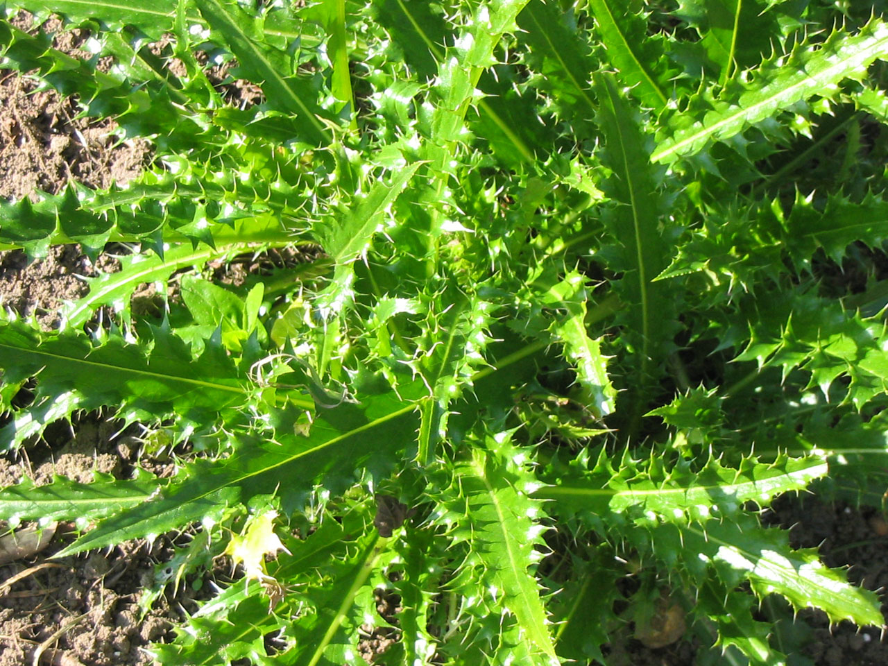 welted thistle flower free photo