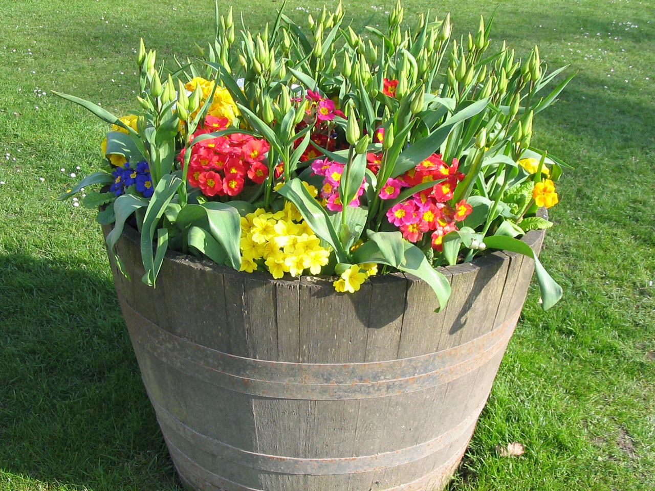 pot flowers bloom free photo