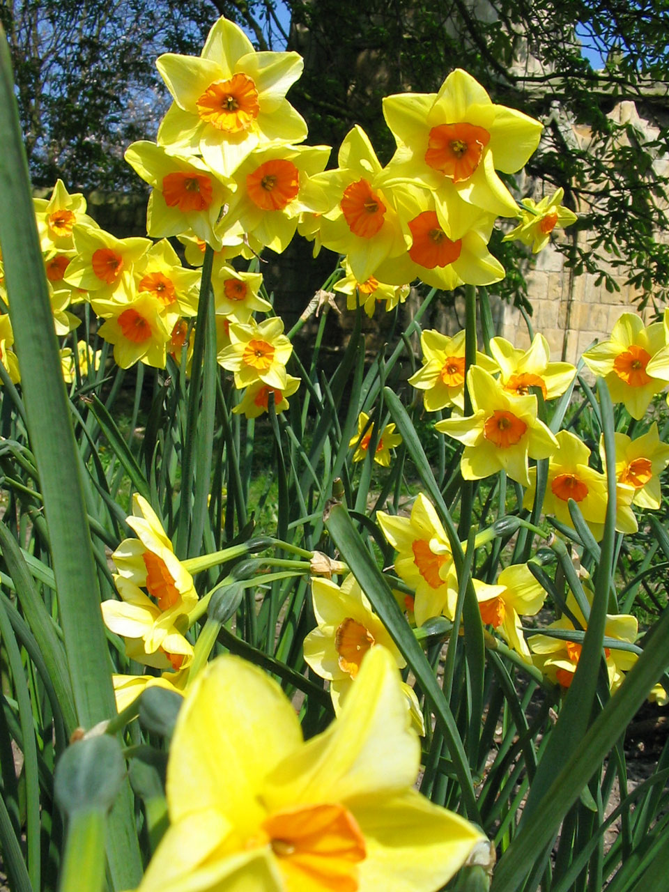 daffodil daffodils bloom free photo