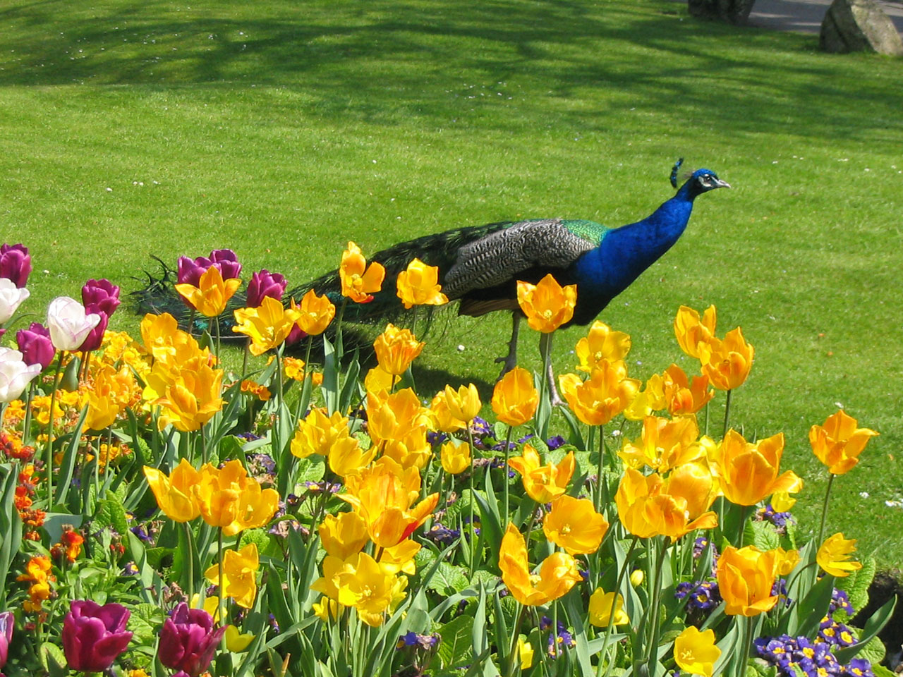 peacock flowers garden free photo