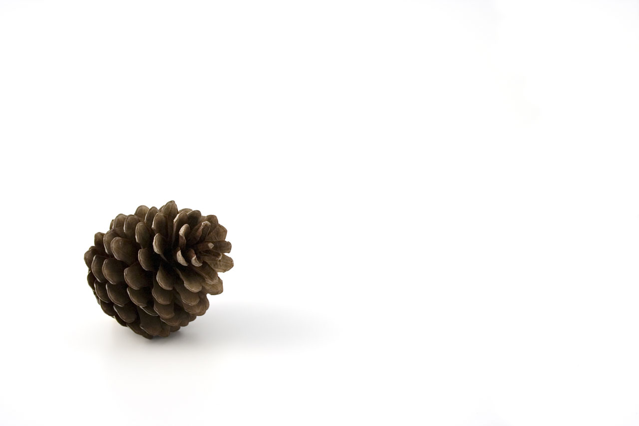 pine cone pinecone free photo