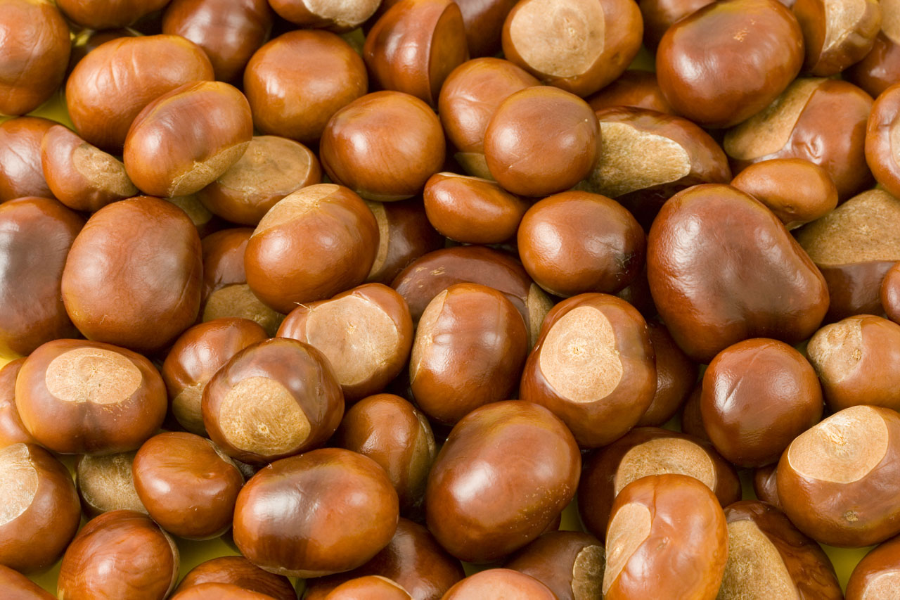 chestnut chestnuts aesculus free photo