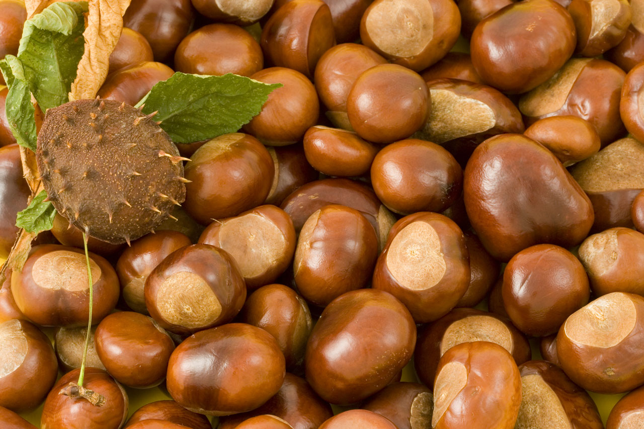 conkers conker background free photo