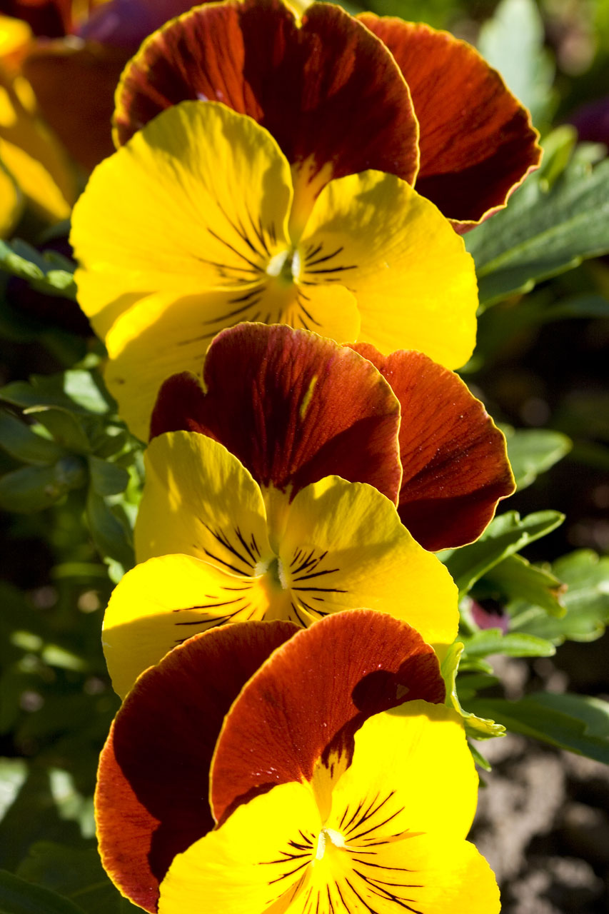 flowers spring pansy free photo