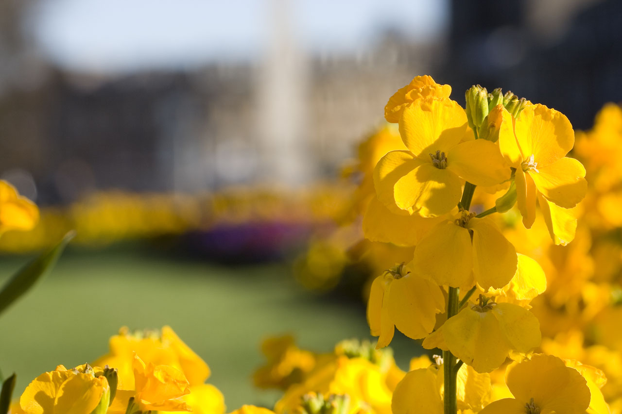 yellow flower detail free photo