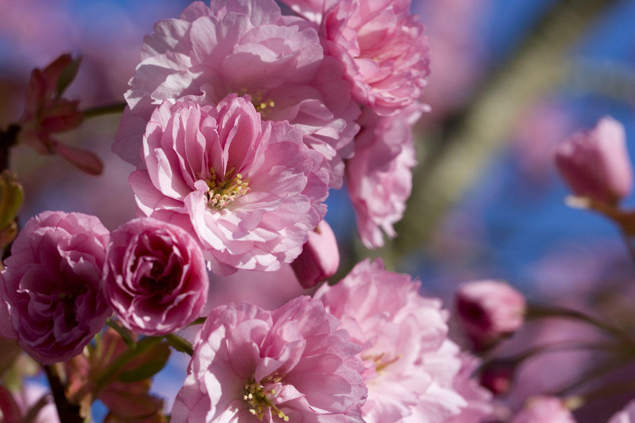 japanese flowering cherry free photo