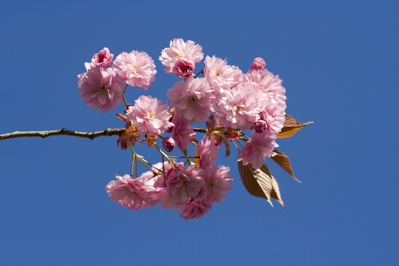 japanese flowering cherry free photo