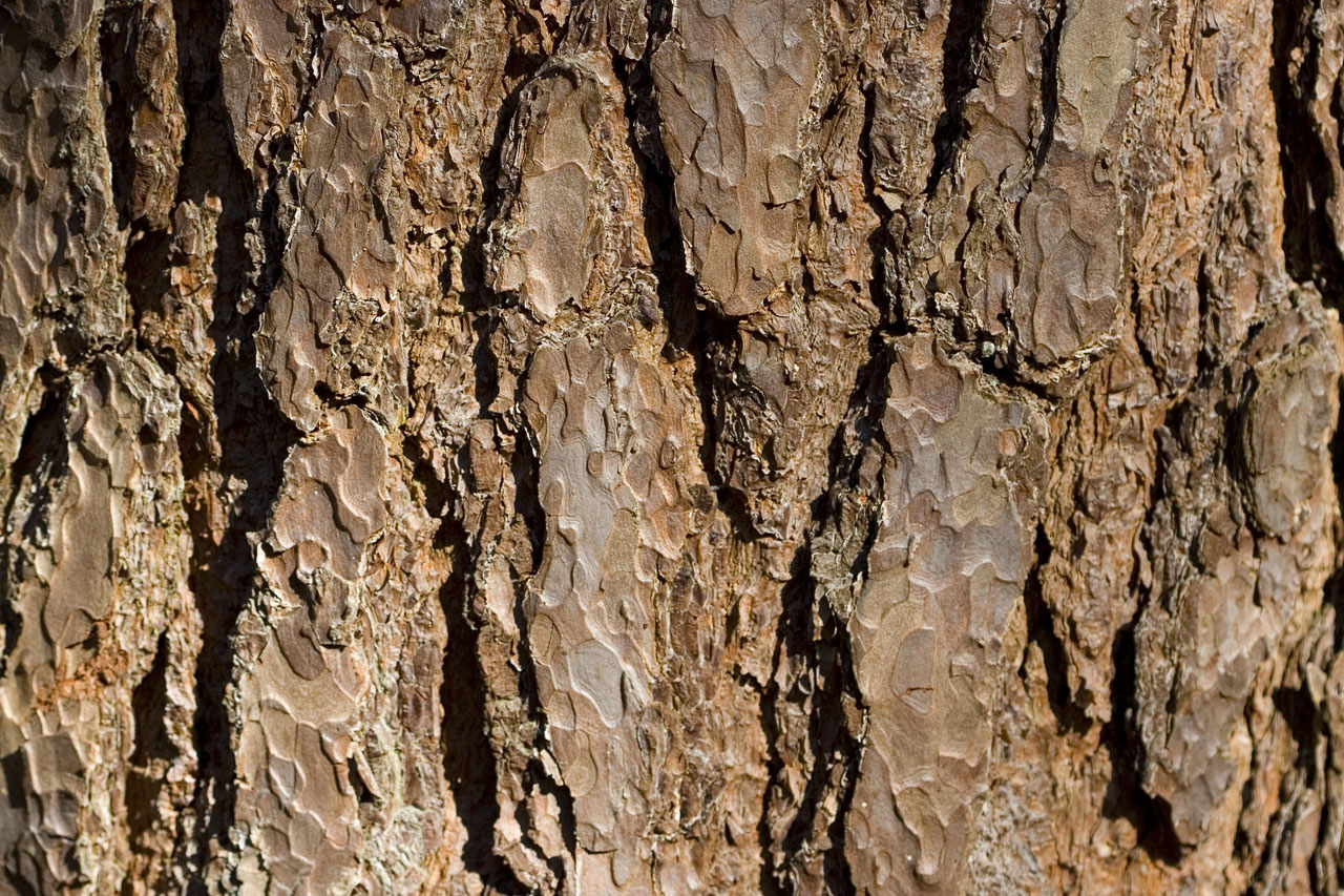 tree bark brown free photo