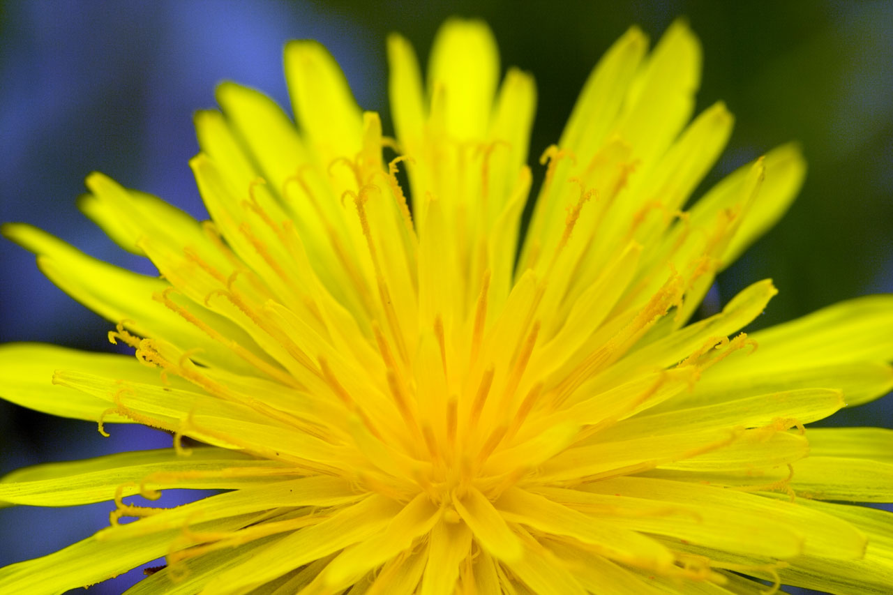 dandelion macro close-up free photo