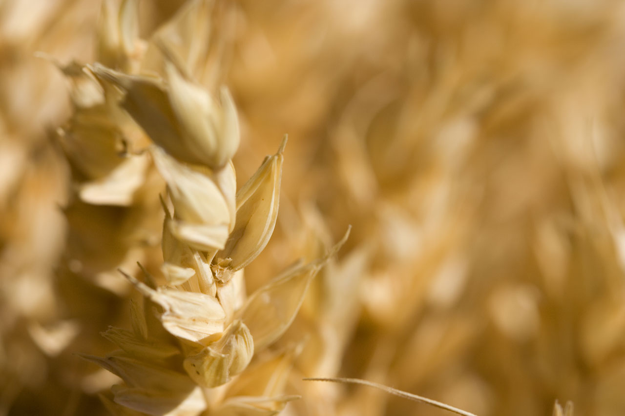 agriculture bread bright free photo