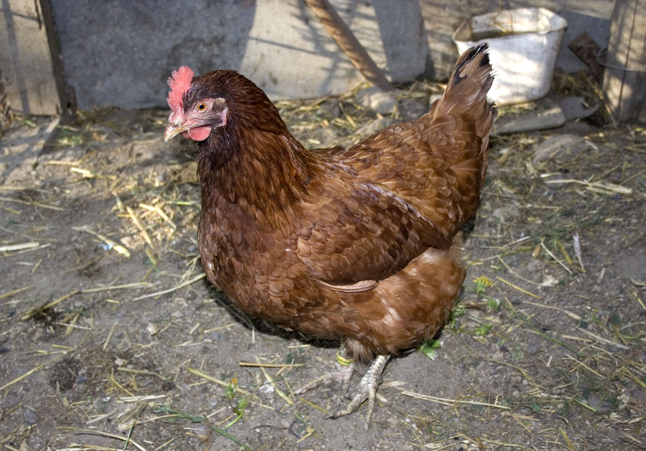 brown chicken poultry free photo