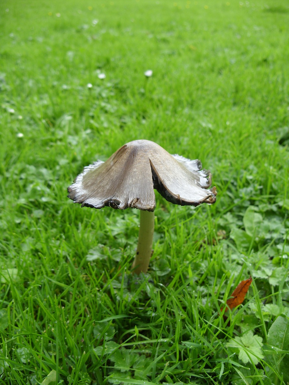 mushroom gift schöner free photo