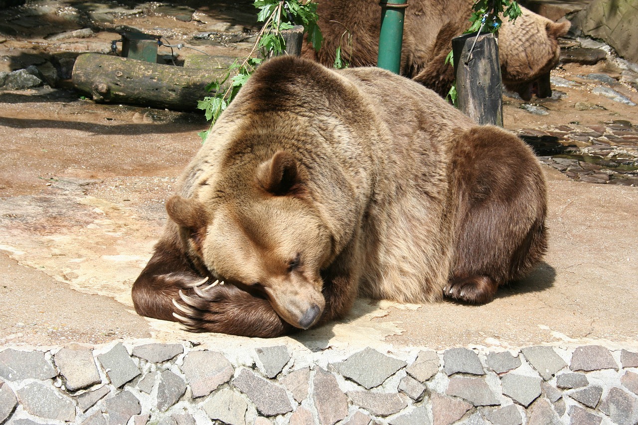 a bear animal the zoo free photo