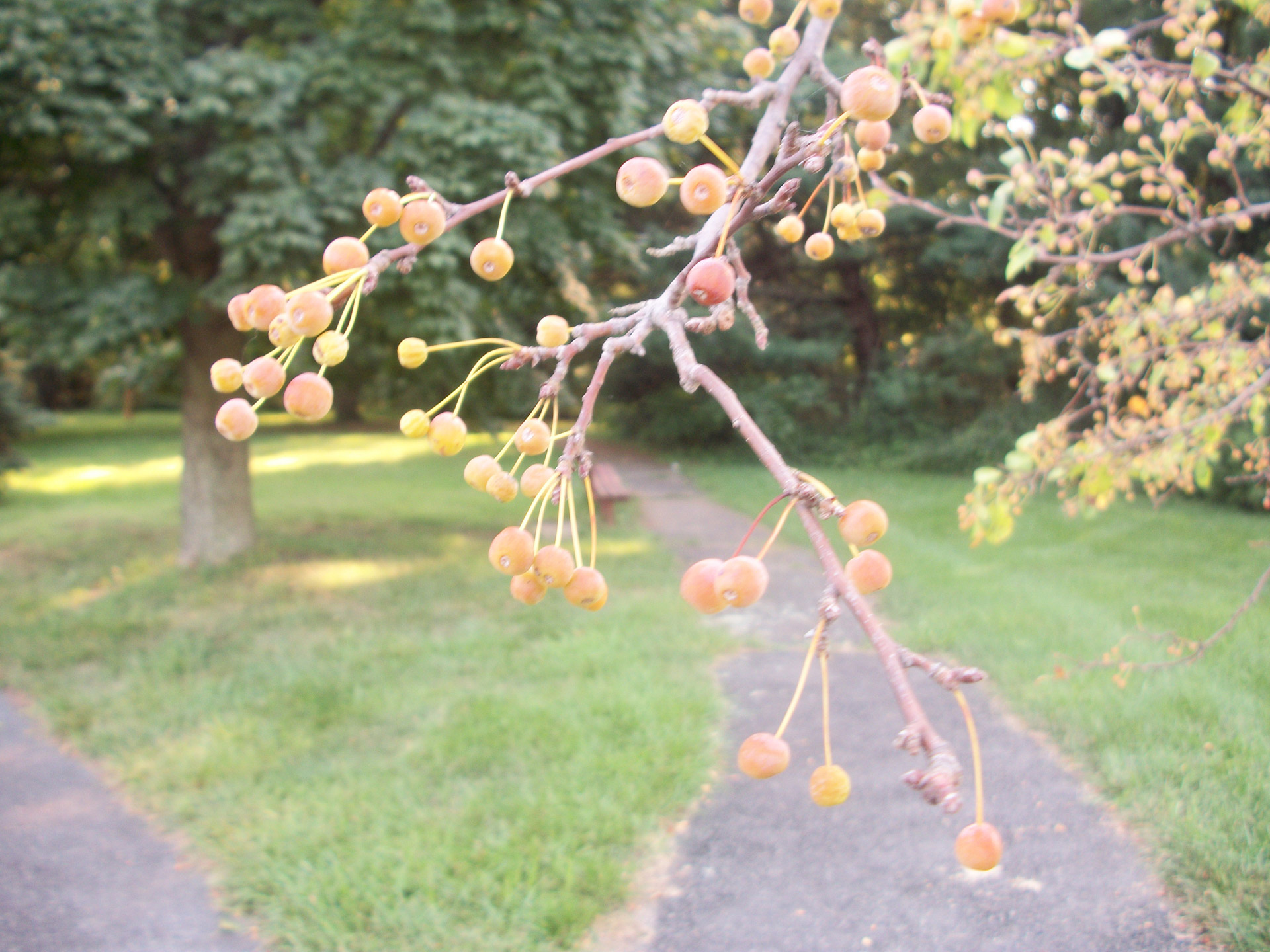 road tree nature free photo