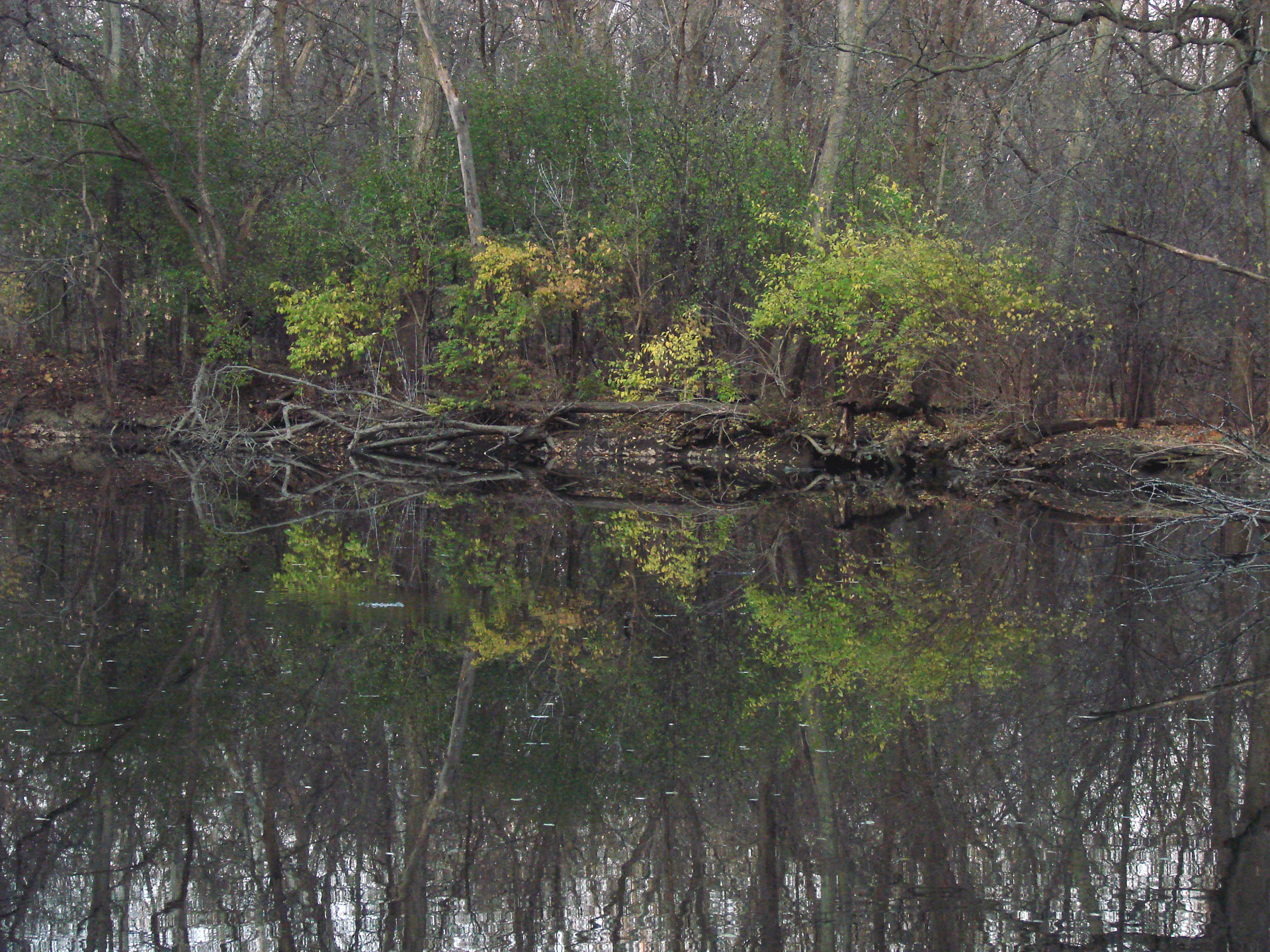 trees reflection nature free photo