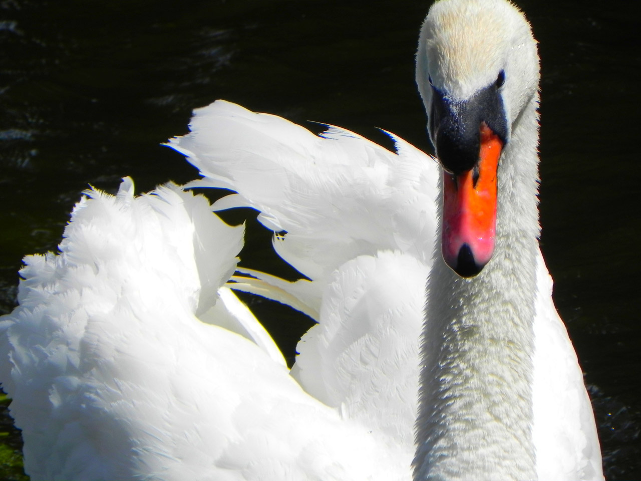swan white beautiful free photo