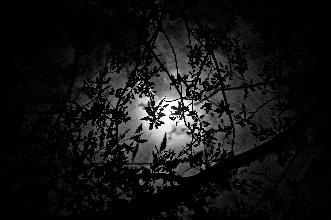 the moonlight the night a beautiful view free photo