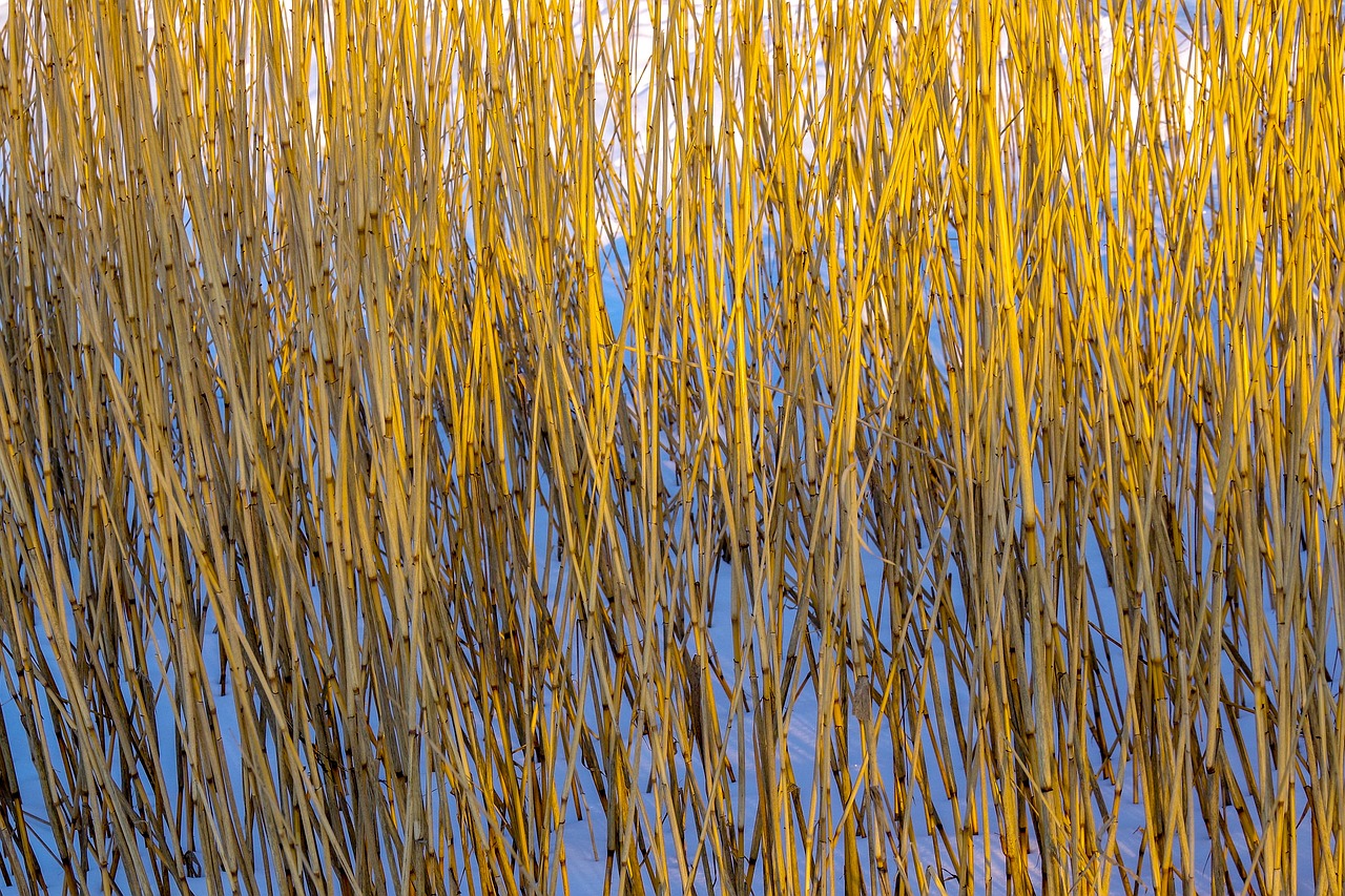 a bed of reeds  light  sun free photo